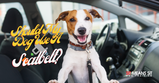 Should My Dog Use a Seatbelt?