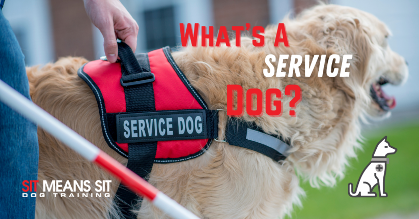 What is a Service Dog?