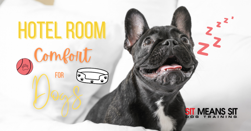 Ways to Make Your Dog Comfortable in a Hotel Room