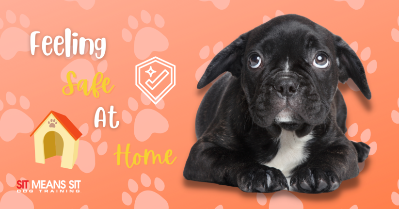 Tips for Making Your Dog Feel Safe at Home