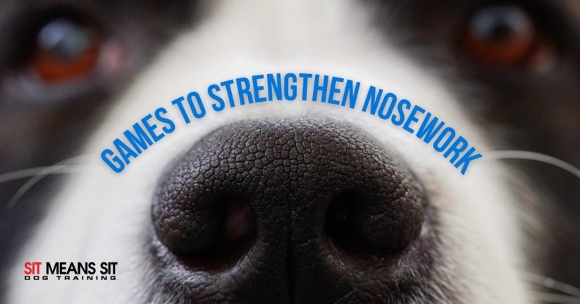 dog nose up close