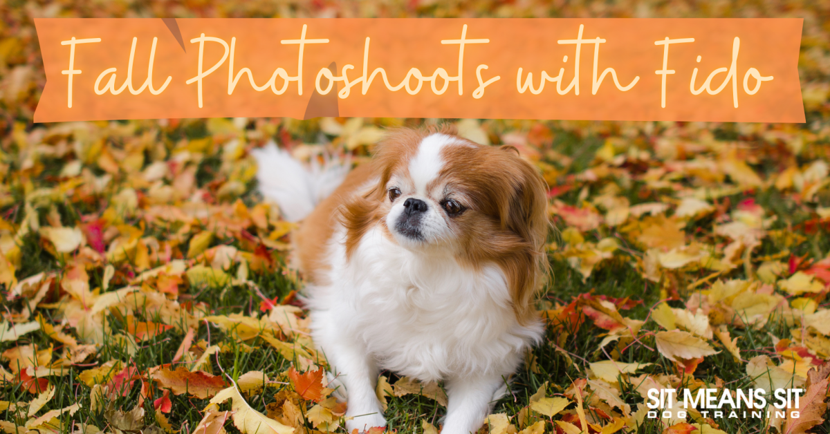 A dog sitting in autumn leaves with the text fall photoshoots with fido