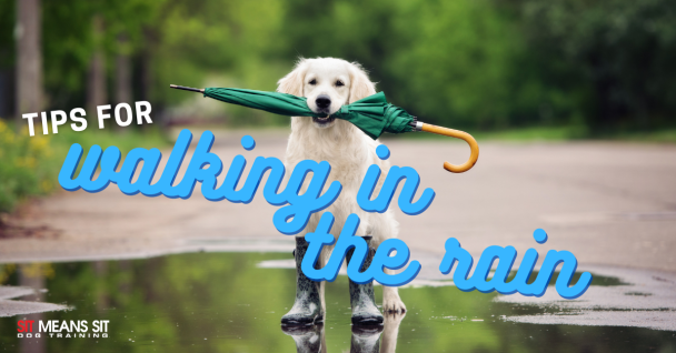 A dog holding an umbrella in its mouth with the text tips for walking in the rain poster