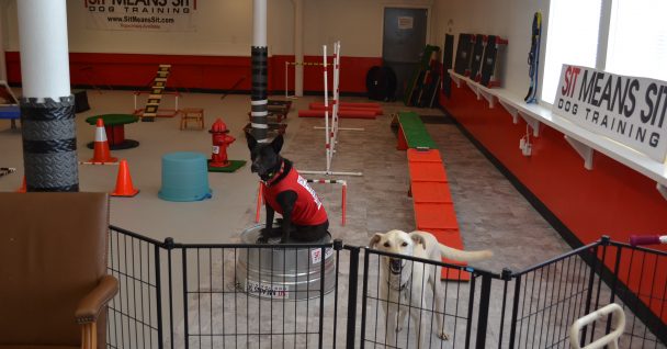 Sit means sit training center with two dogs
