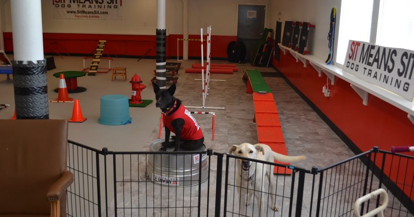 Sit means sit training center with two dogs