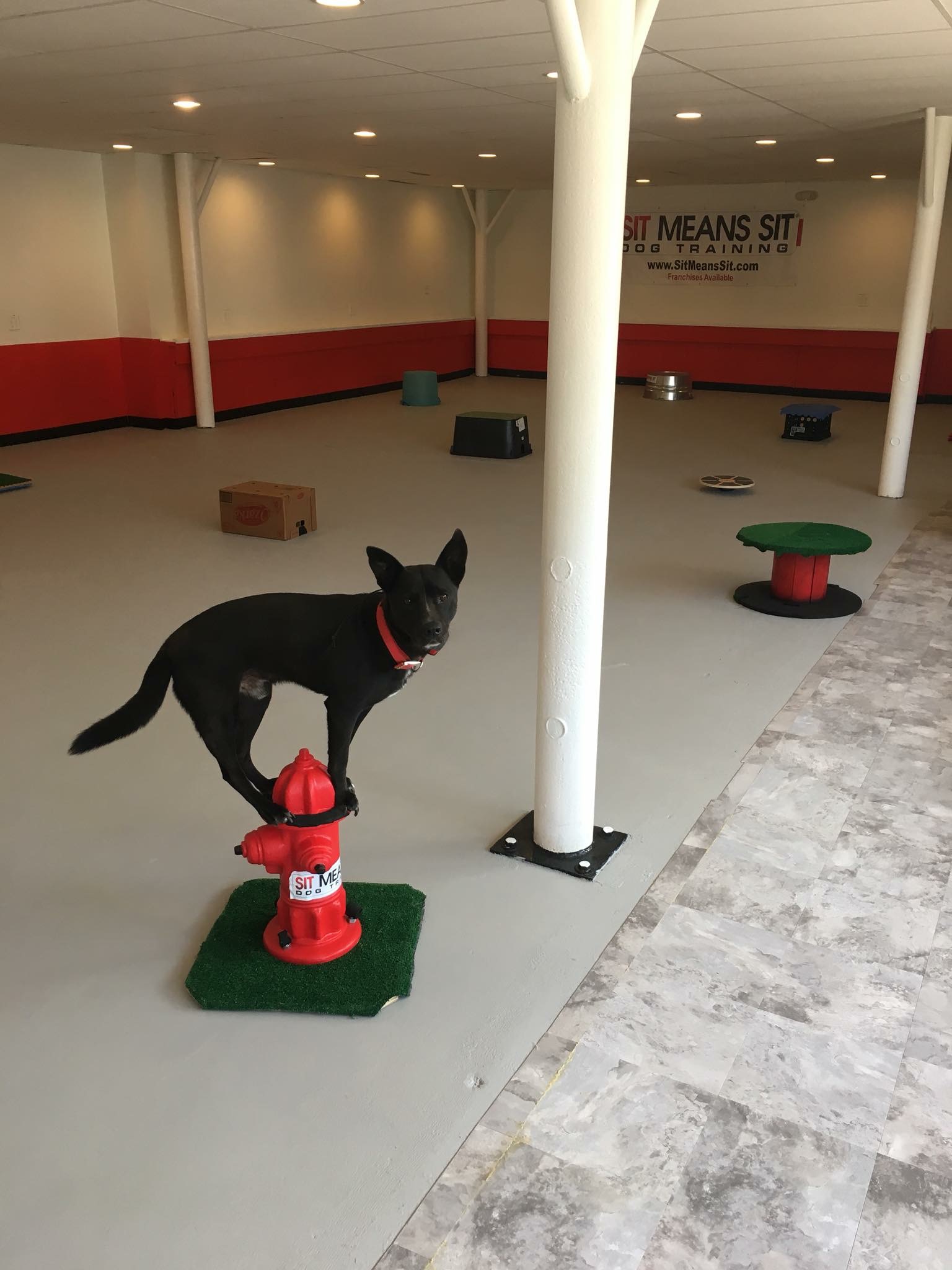 Dog Training Sugar Land Texas