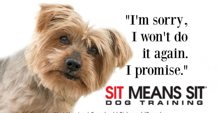 A dog in white background with the text "I'm sorry i wont do it again i promise"