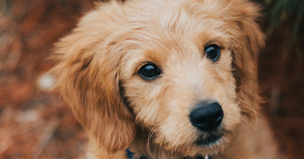 Sit Means Sit Golden Retriever Puppy