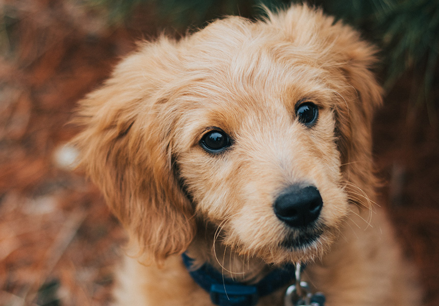 Sit Means Sit Golden Retriever Puppy