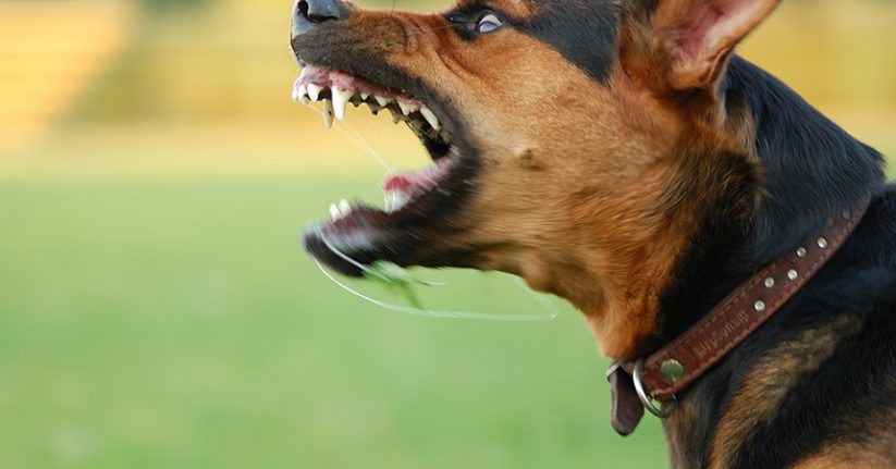 Sit Means Sit Fear Aggressive Dog