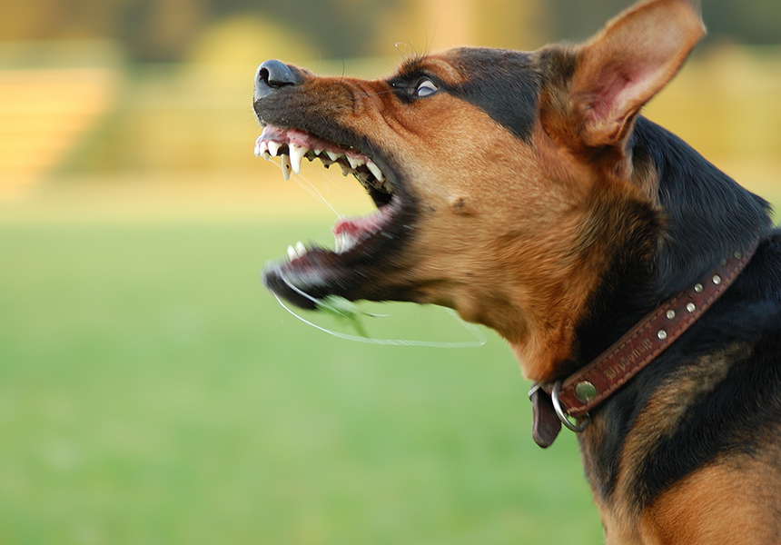 Sit Means Sit Fear Aggressive Dog
