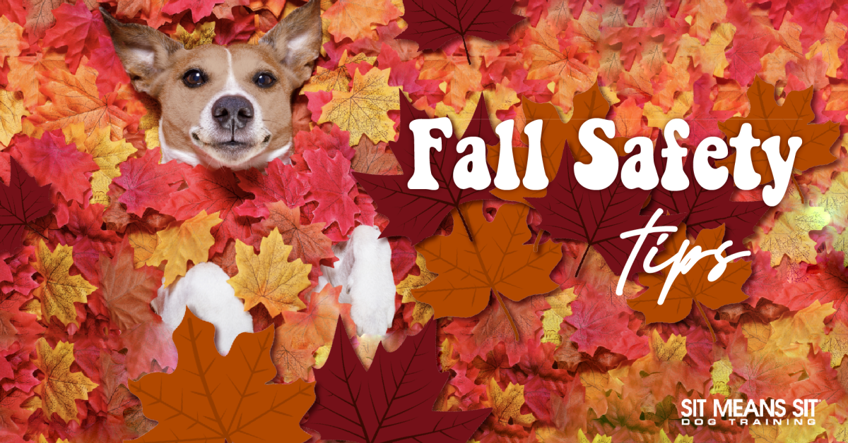 A dog pokes its head through colorful autumn leaves, with the words "Fall Safety Tips" prominently displayed.