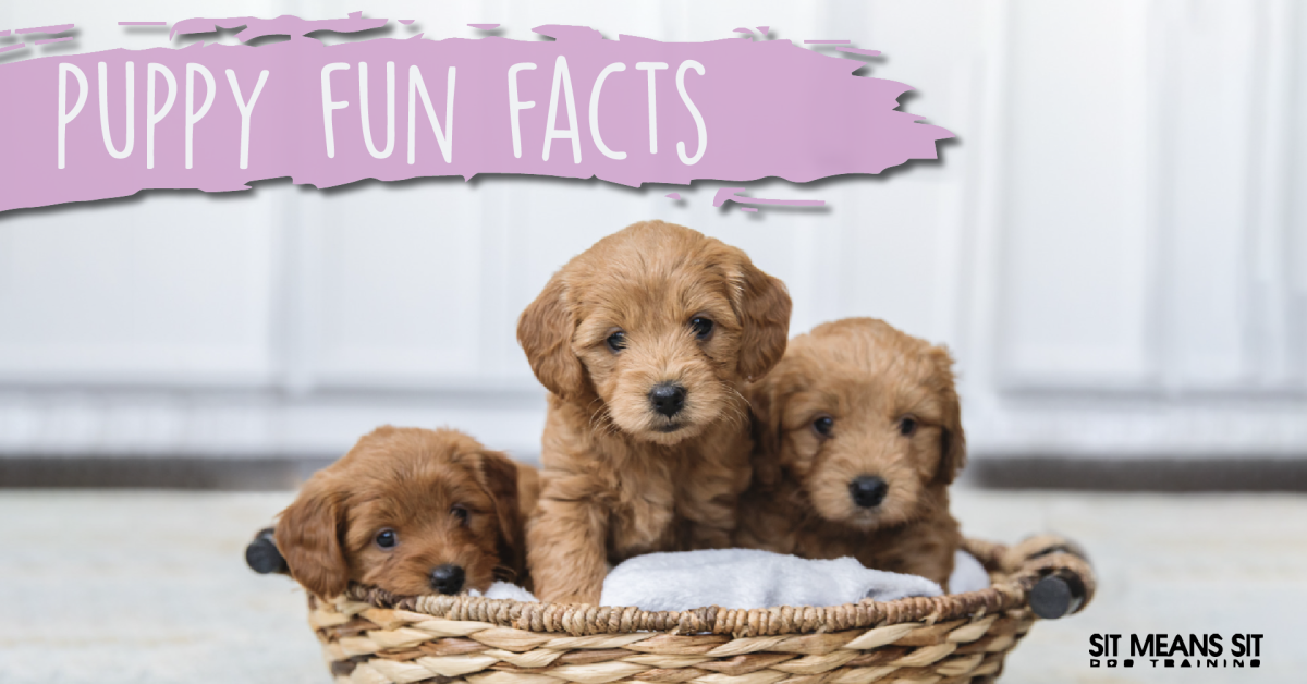 Three adorable puppies sitting in a woven basket, with the text "Puppy Fun Facts" above them.