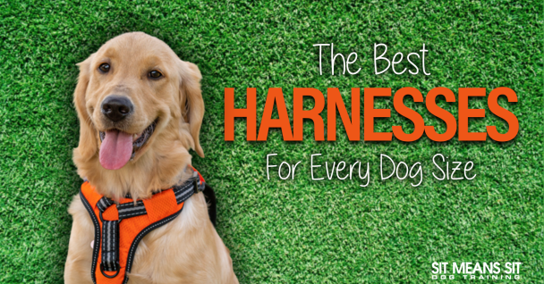 A golden retriever wearing an orange harness, with text promoting the best harnesses for all dog sizes.