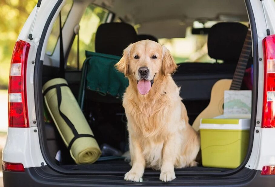 Golden retriever sitting in the back of a car, surrounded by camping gear and a guitar.