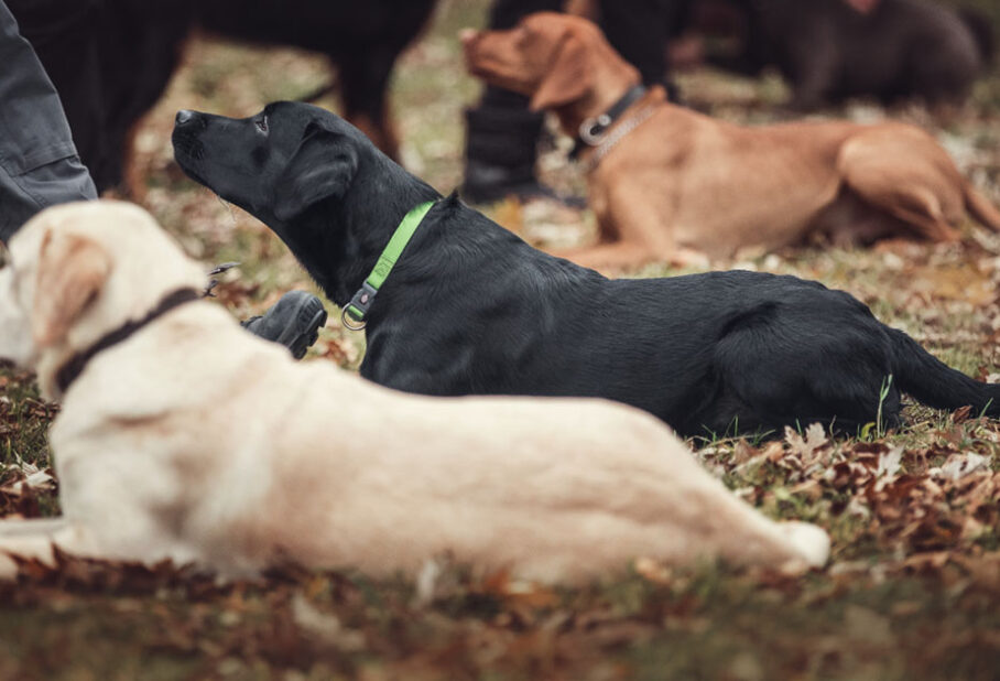 A group of dogs resting on leaves, with a person’s legs visible in the background.