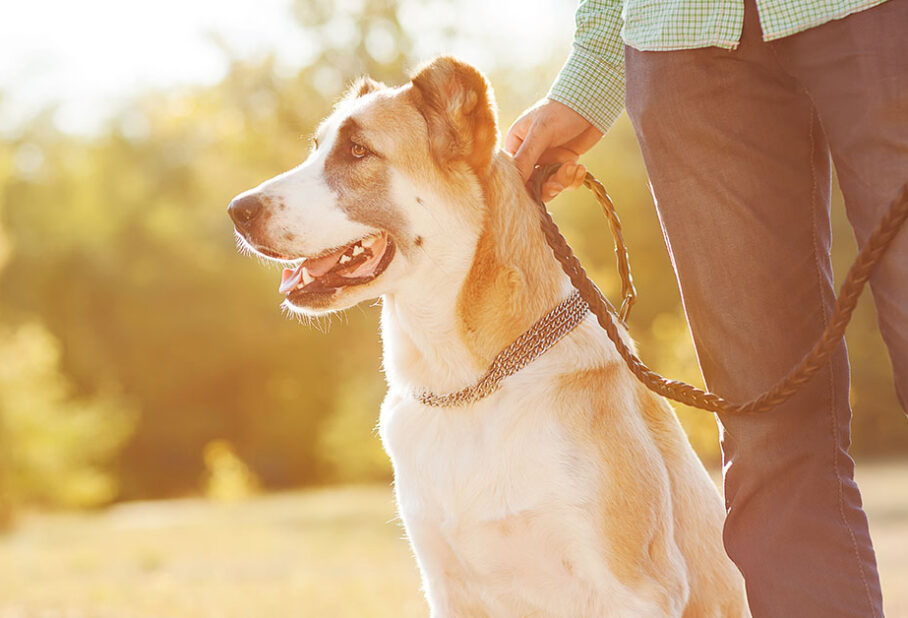 Person holding a leash attached to a happy dog, standing in a sunny outdoor setting.