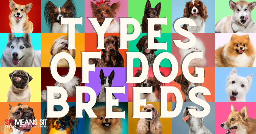 A collage of various dog breeds with the text "Types of Dog Breeds" prominently featured.