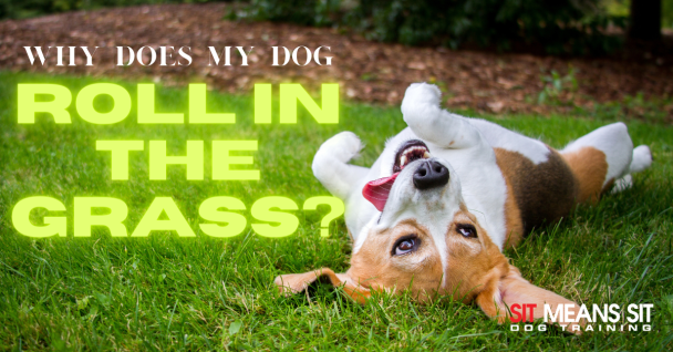 A playful dog rolling in the grass with text asking why dogs do this behavior.