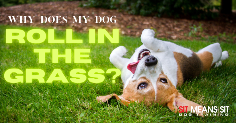 A playful dog rolling in the grass with text asking why dogs do this behavior.