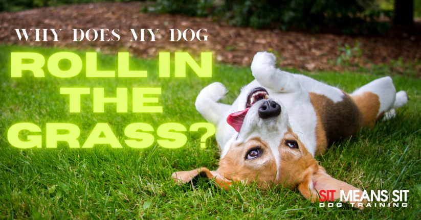 Why Does My Dog Like to Roll in Grass?