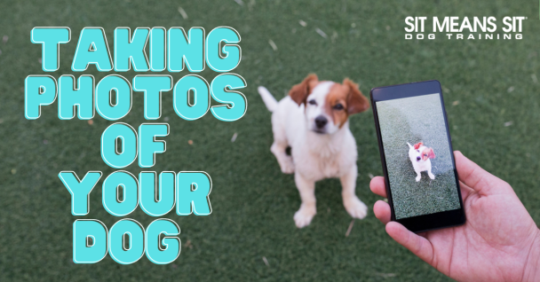 A person takes a photo of a small dog on grass, with text about dog photography.