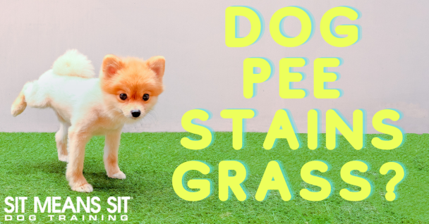 Pomeranian dog on artificial grass with text about dog urine staining grass.