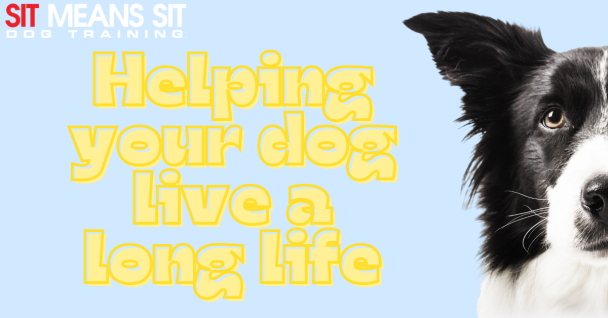Tips for Helping Fido Live a Long & Healthy Life
