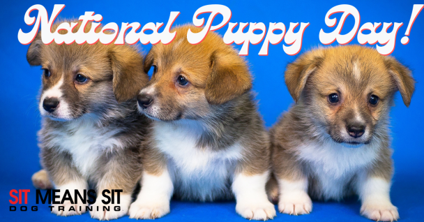 How You Can Celebrate National Puppy Day!