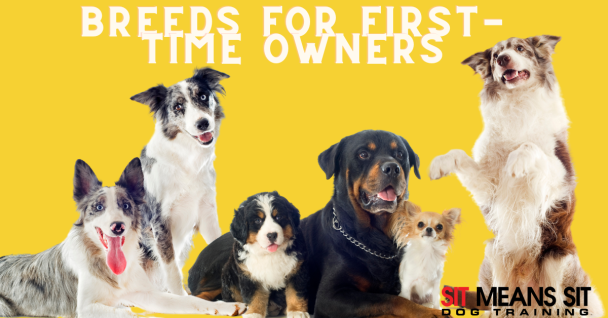 A group of six friendly dogs of various breeds, with text highlighting "Breeds for First-Time Owners."