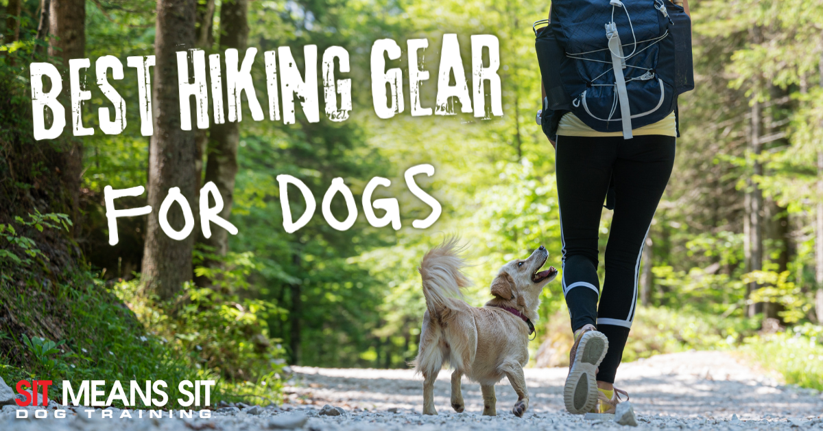 A person walks a dog down a forest trail, promoting hiking gear for dogs.