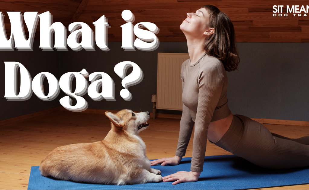 A person practicing yoga with a dog beside them, accompanied by the text "What is Doga?"