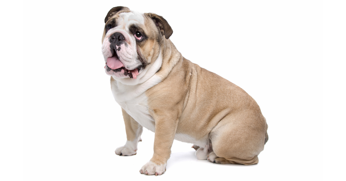 English Bulldogs: Your Full Guide