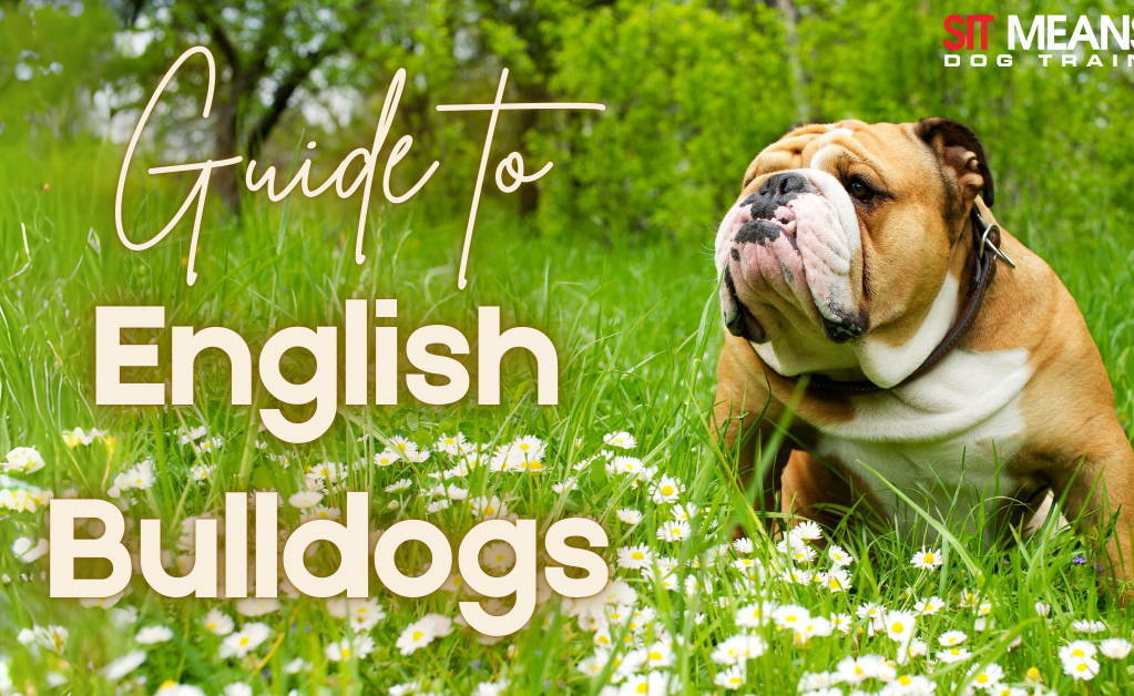 A brown English Bulldog stands in a grassy field with flowers, accompanied by text about a guide to English Bulldogs.