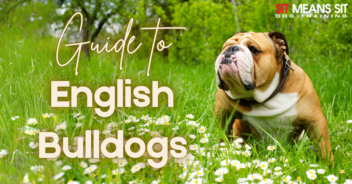 A brown English Bulldog stands in a grassy field with flowers, accompanied by text about a guide to English Bulldogs.