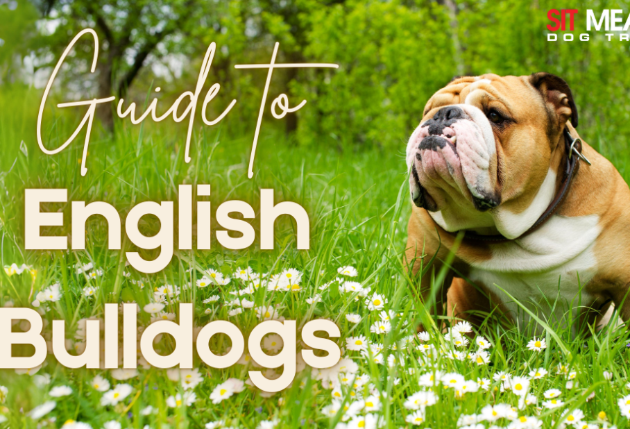 A brown English Bulldog stands in a grassy field with flowers, accompanied by text about a guide to English Bulldogs.