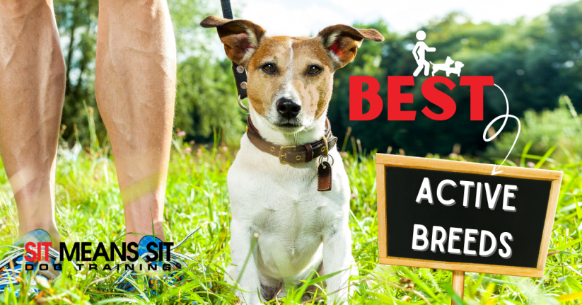 Active Breeds for Active Dog Owners
