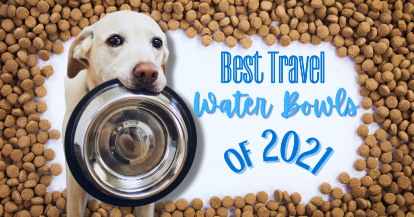 Best Travel Dog Water Bowls 2021