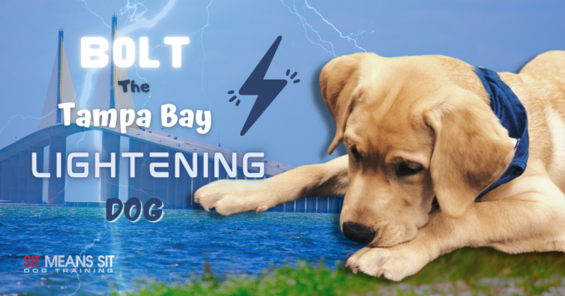 Bolt the Tampa Bay Lightning Dog