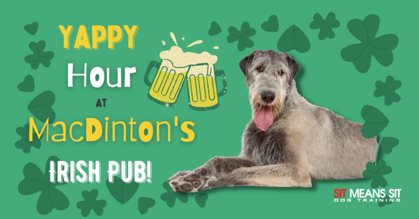 Celebrate Yappy Hour at MacDinton's Irish Pub