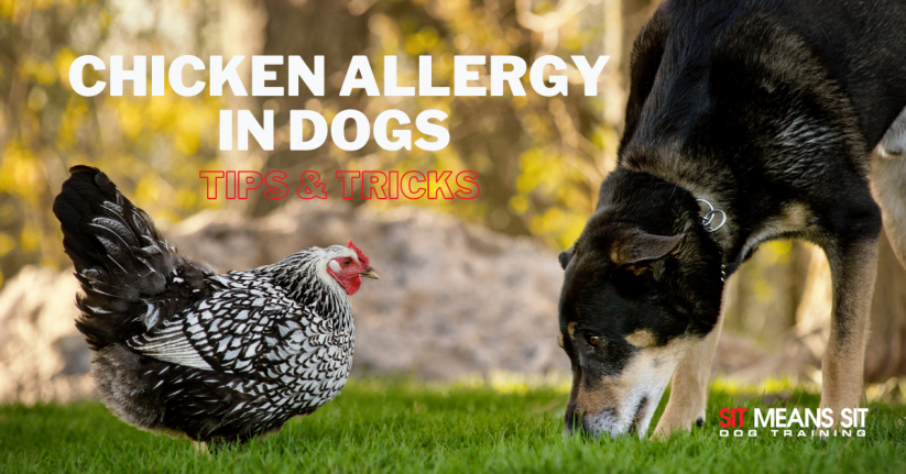 Chicken Allergy in Dogs: Tips & Tricks