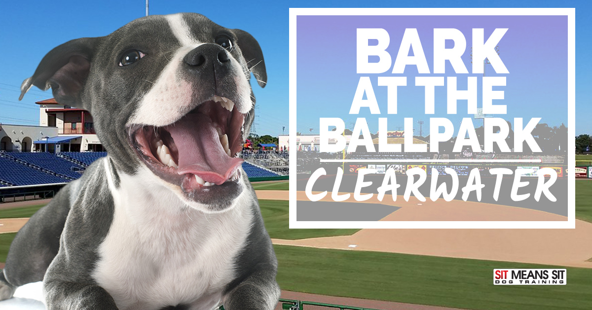 Bark at the Ballpark Clearwater - Sit Means Sit Dog Training
