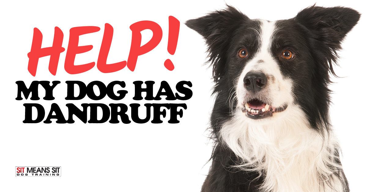 Help! My Dog has Dandruff