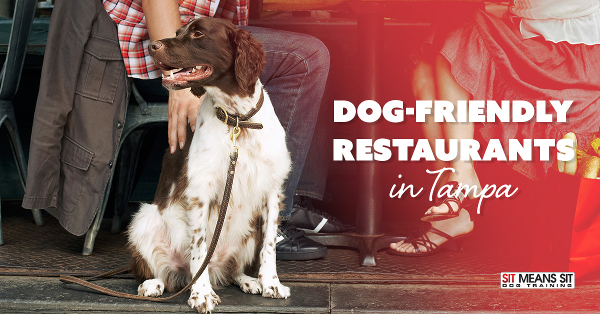 Dog Friendly Restaurants in Tampa