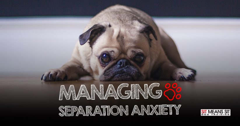 Ideas for Managing Canine Separation Anxiety