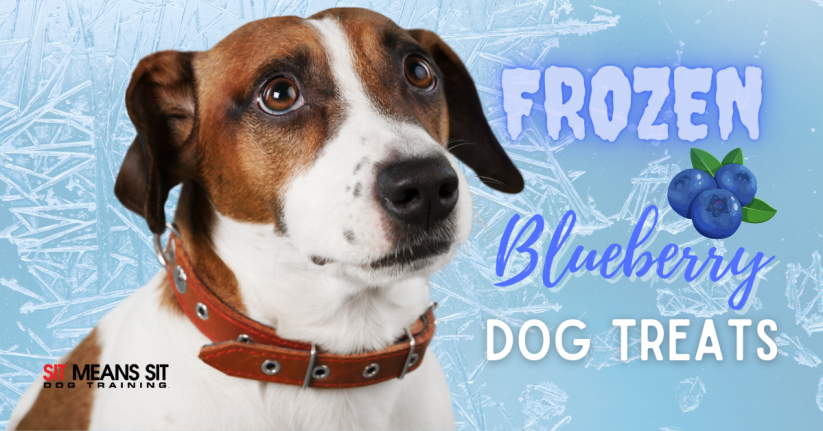 Frozen Blueberry Dog Treats