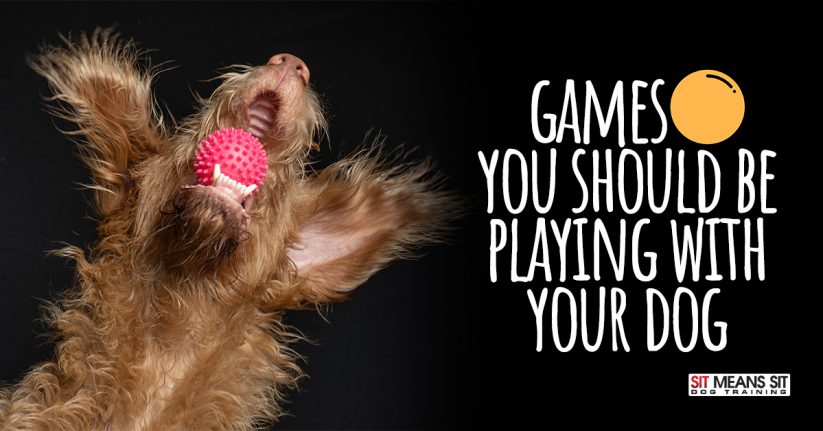 Games You Should Be Playing with Your Dog
