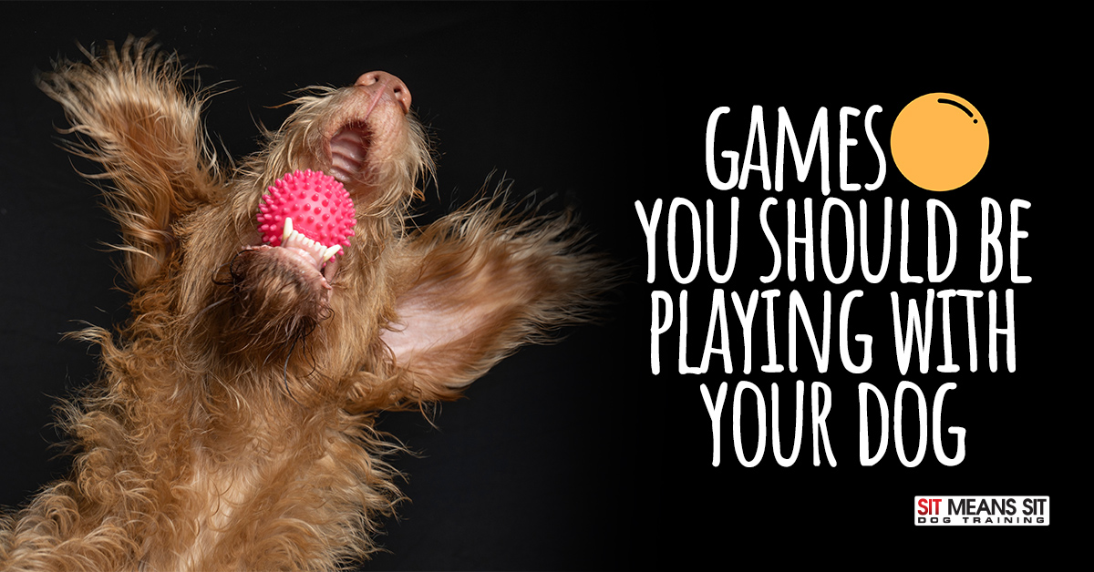 Games You Should Be Playing with Your Dog
