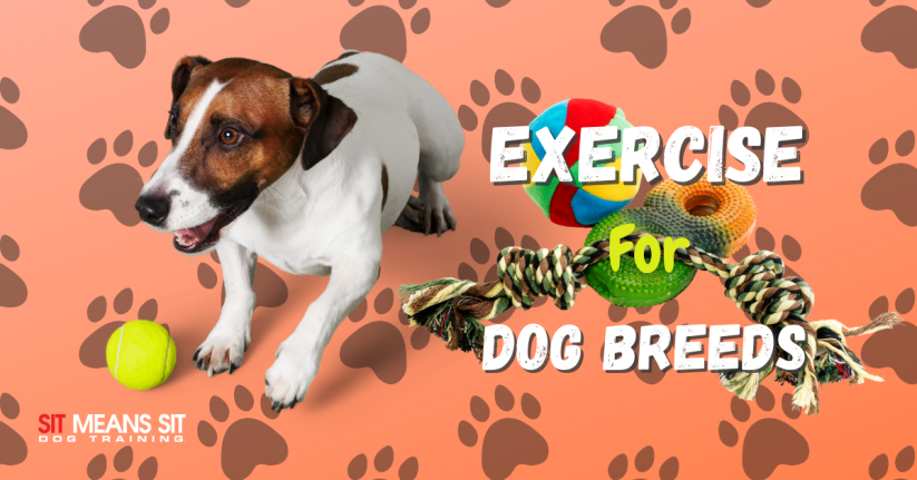 How Much Exercise Does My Dog's Breed Need?