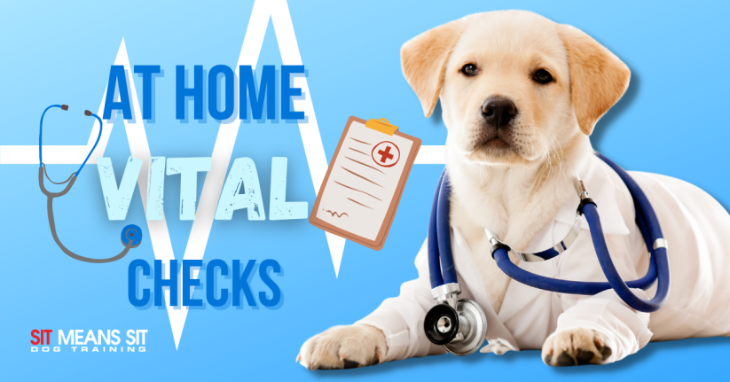 How to Check Your Dog's Vitals from Home